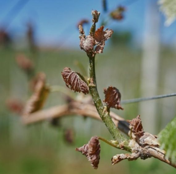 BioForge - Volba č. 1 při stresu a poškození rostlin.