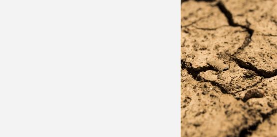Banner - BioForge sucho