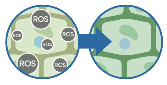 neutralizace ROS
