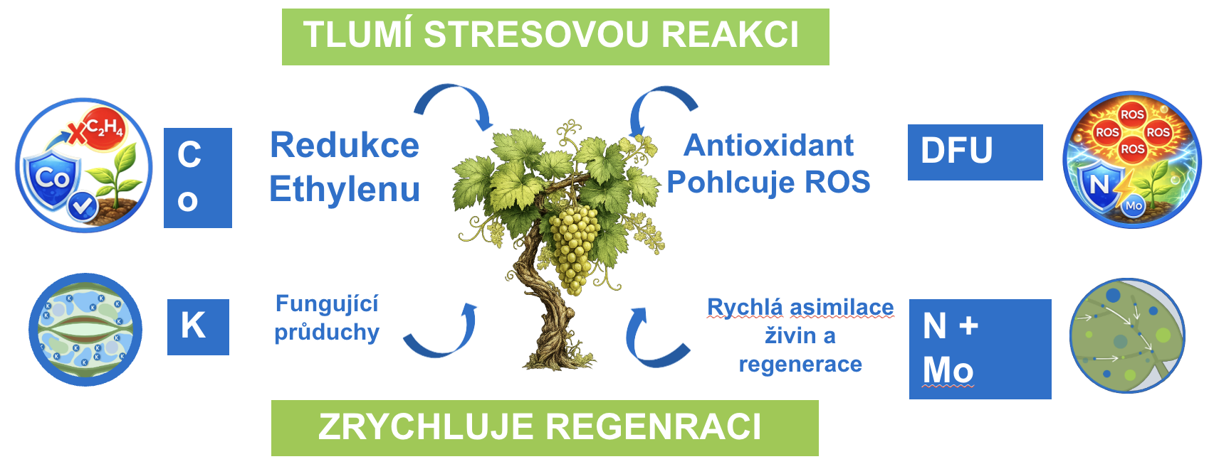 jak BioForge omezuje stres v rostlině