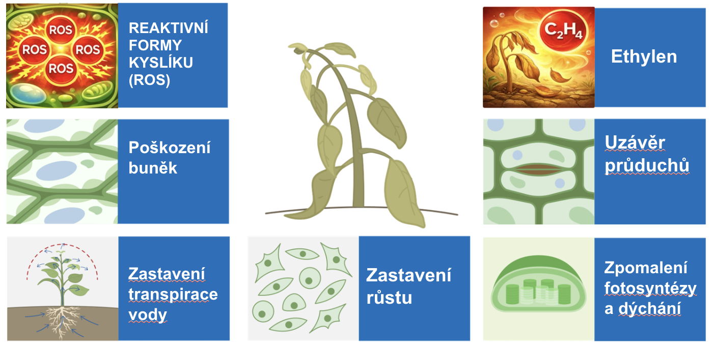 Stres - jak působí v rostlině