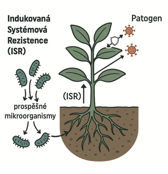 ISR – indukovaná systémová rezistence