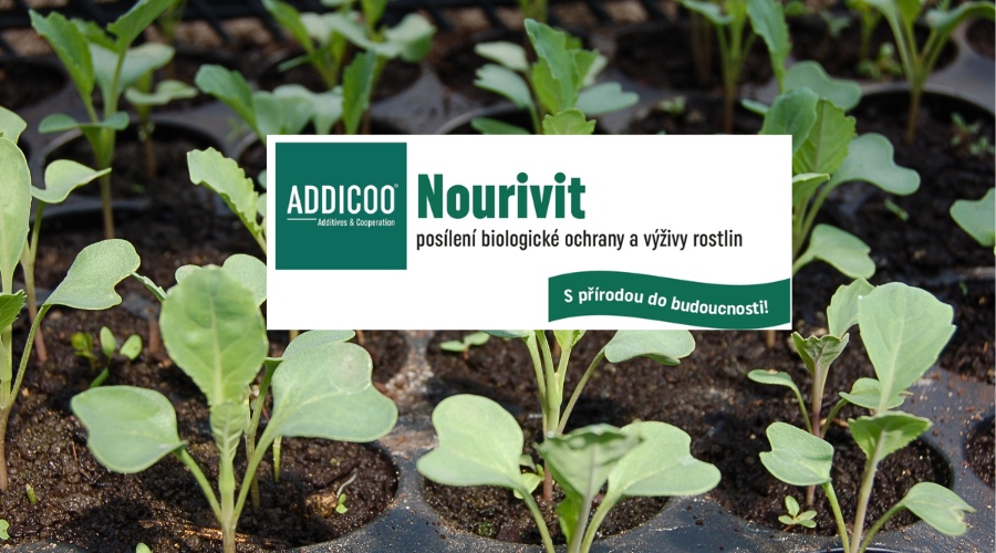 Nourivit - ošetření sazenic