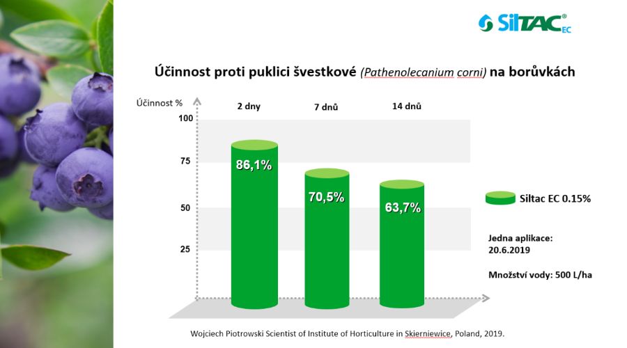 Borůvka puklice | Siltac EC | PRONACHEM.CZ