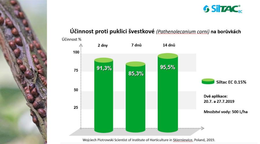 Borůvka puklice účinnost 14 dnů | Siltac EC | PRONACHEM.CZ