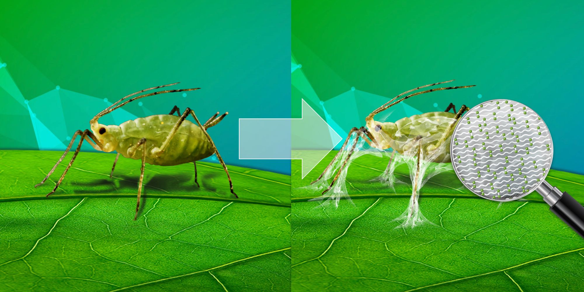 Siltac EC | Proti škůdcům rostlin bez pesticidů