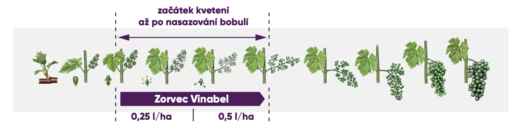 Termín aplikace Zorvec Vinabel